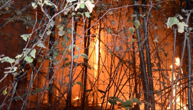 В выходные в Марий Эл горел лес и сухая трава