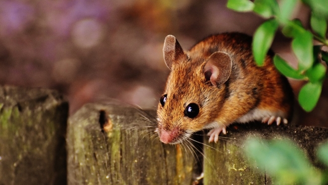 Территории 16 детских лагерей в Марий Эл обработают от клещей и грызунов