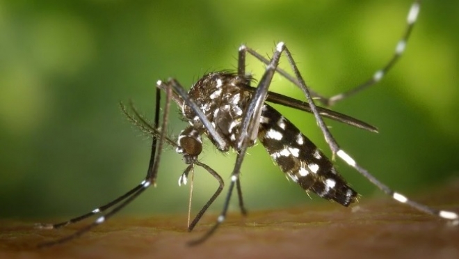В Пензенской области зарегистрирован первый случай лихорадки денге