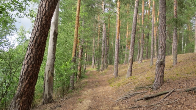 В лесах Марий Эл сохраняется высокий риск возникновения пожаров