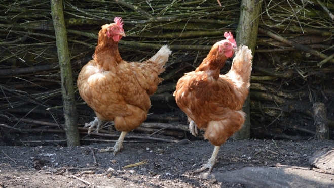 Фермер из Марий Эл привёз птичий грипп в Удмуртию