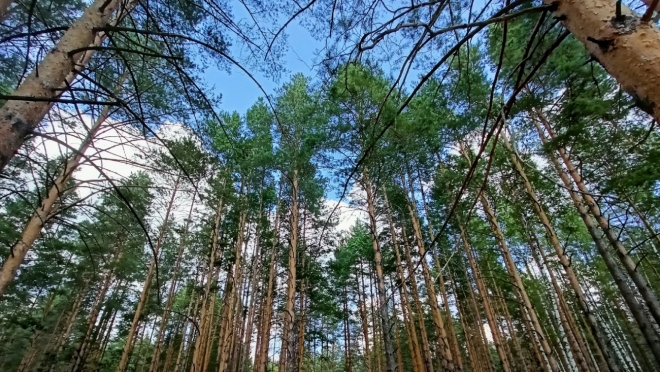 Из 22 лесных пожаров, произошедших в Марий Эл в этом году, в 15-ти виноваты люди
