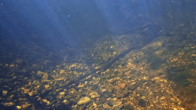 Экологи Марий Эл выявили причину загрязнения реки Нолька