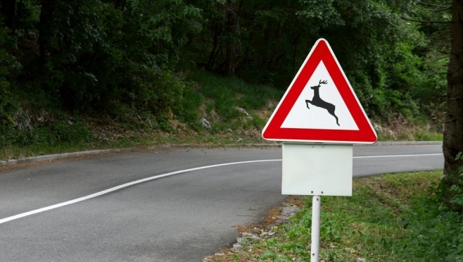 Минприроды предлагает увеличить количество знаков «Дикие животные» на автодорогах республики