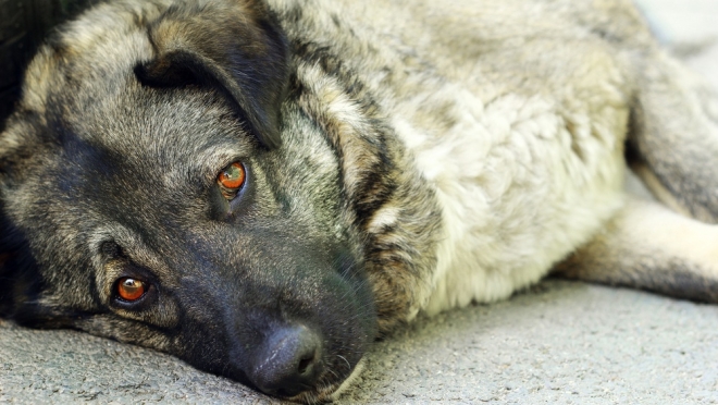 Полицейские Марий Эл начали проверку информации об отравлении бездомных собак