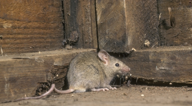 В июле 12 жителей Марий Эл заболели мышиной лихорадкой
