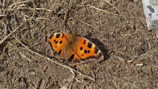 Тёплая погода продержится в Марий Эл до выходных