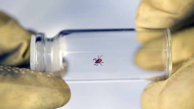 Жителя Марий Эл укусил энцефалитный клещ