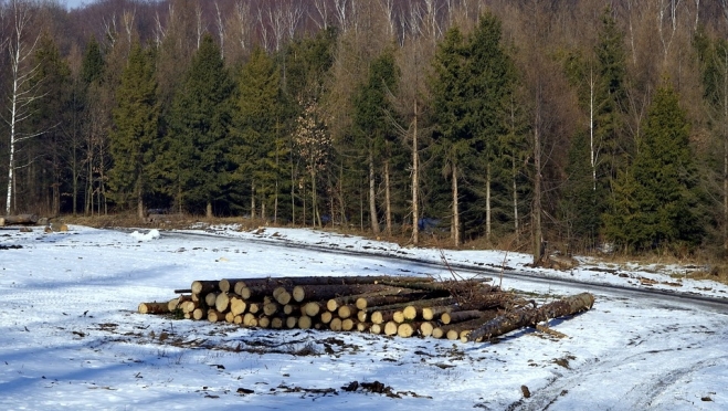 В Новоторъяльском районе черные лесорубы «порезвились» на 4 миллиона