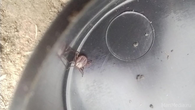 С начала сезона в Марий Эл от укусов клещей пострадали 1344 человека