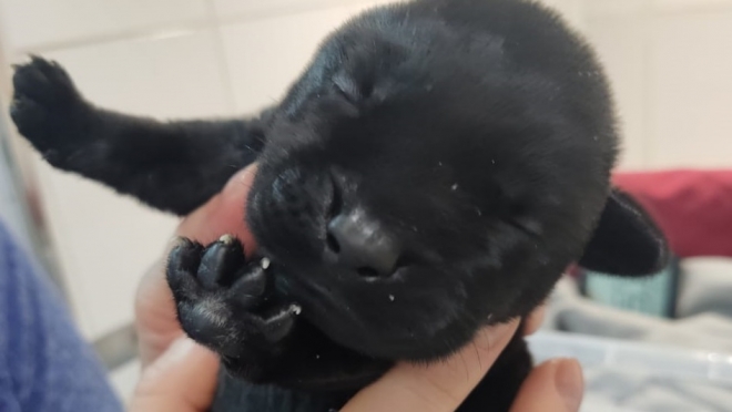 В России появился на свет первый щенок, полученный с помощью ЭКО