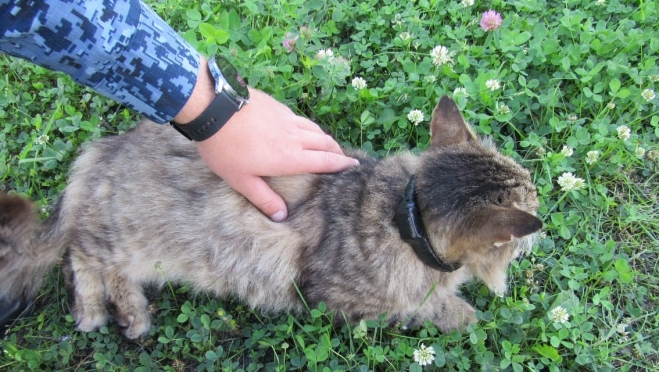 Кот пытался протащить в тюрьму наркотики