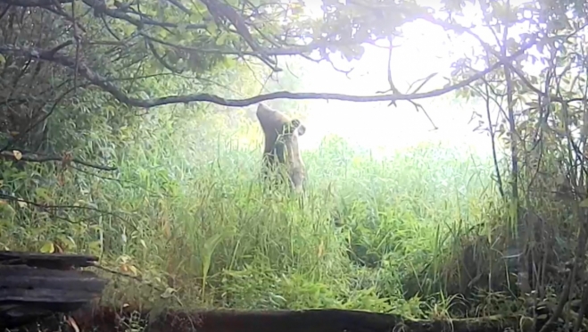 Обитатели заповедника «Большая Кокшага» вновь прошлись на камеру