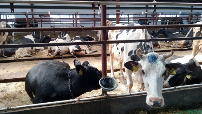 В Марий Эл увеличилось поголовье дойных коров
