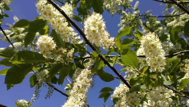 В выходные в Марий Эл воздух прогреется до +24ºС