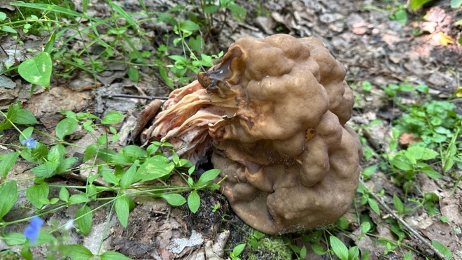 На территории заповедника в Марий Эл обнаружили редкий краснокнижный гриб