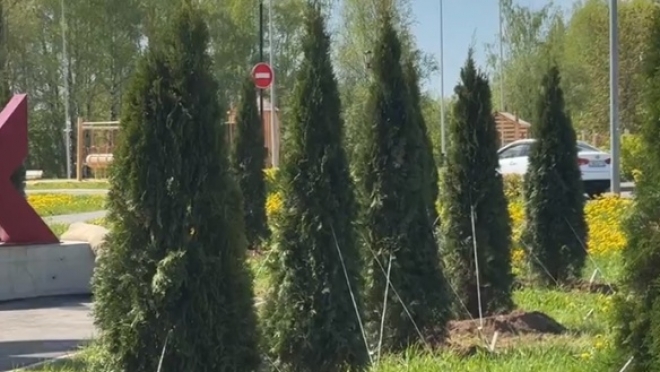 В Марий парке высадили более 30 туй