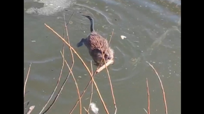 На территории Марий Эл водятся животные, похожие на крупных крыс
