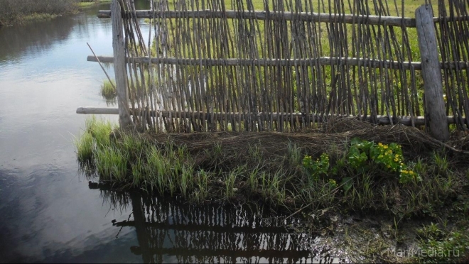 В Йошкар-Оле на берегу Малой Кокшаги обнаружили инфицированных мёртвых чаек