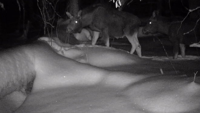 В Марий Эл группа лосей прошлась на камеру