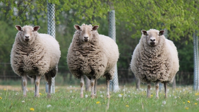 Два жителя Марий Эл начали овцеводство с противозаконного деяния