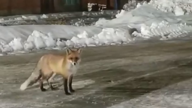 В Козьмодемьянск повадилась прибегать из леса лисица