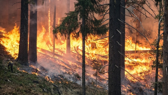 В Мордовии огонь за двое суток уничтожил больше 1 600 га леса