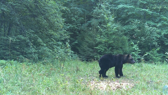 Что делать при встрече с медведем: советы специалистов парка «Марий Чодра»