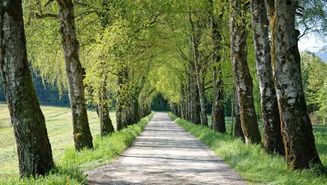 Жители Йошкар-Олы отстояли попавшие в зону застройки берёзы