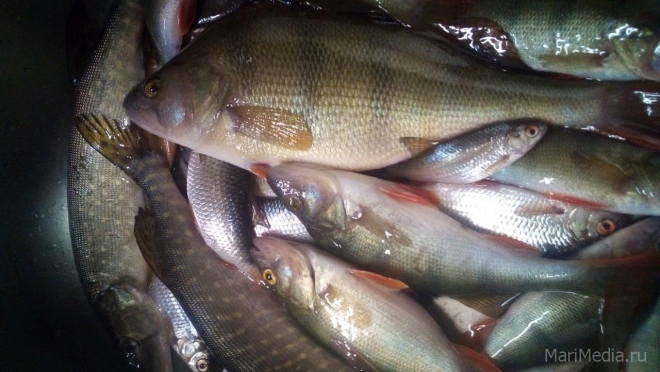 В Марий Эл в 2021 году выловили более 500 тонн рыбы