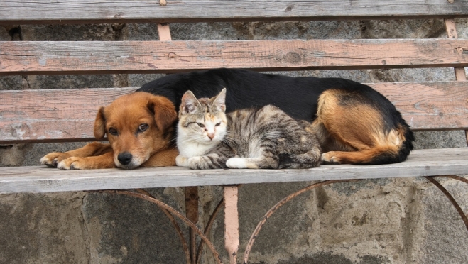 Стали известны самые популярные клички кошек и собак