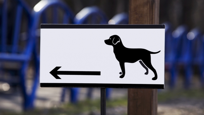 Прокуратура заинтересовалась площадкой для выгула собак в микрорайоне «Сомбатхей»