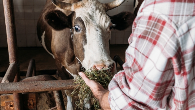 Житель Чувашии незаконно привёз корову на территорию Марий Эл