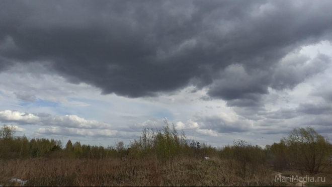 В Марий Эл поваленное дерево оставило без электричества целый посёлок