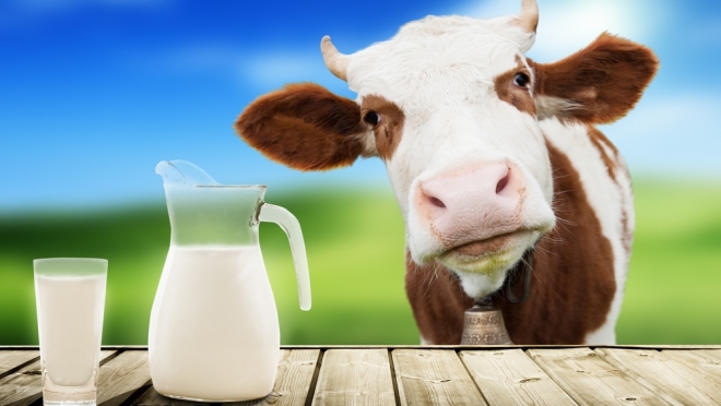 Употребление сырого молока может быть опасно для здоровья