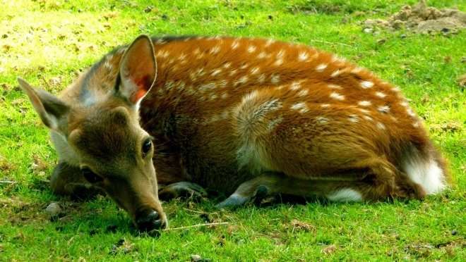 В Марий Эл под колёсами машин погибло 7 лосей и 1 пятнистый олень