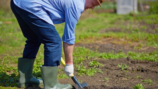 В Оршанском районе установлен карантин по золотистой картофельной нематоде