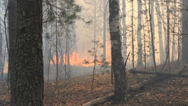 В Марий Эл в Советском районе тушат лесной пожар