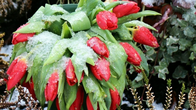 В Международный женский день в Марий Эл будет снежно