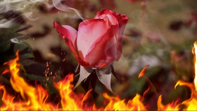 Кенийские розы погибли в Нижегородской области