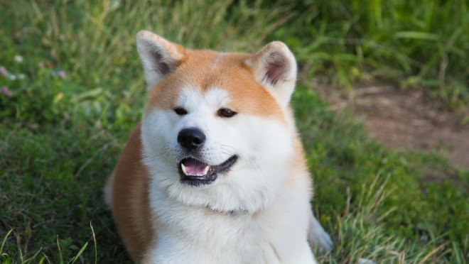 В Марий Эл хозяин собаки должен будет выплатить моральную компенсацию пострадавшей