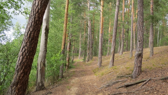 В Марий Эл профессиональный праздник отмечают работники леса