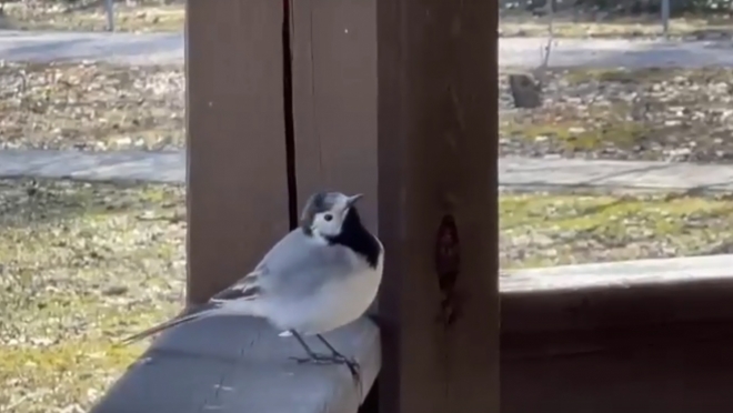 В Ботаническом саду Йошкар-Олы трясогузка устроила гнездо в тракторе