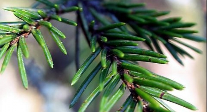 Встреча Зимушки-Зимы