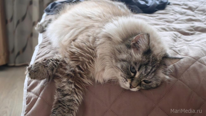 Что нельзя делать на Трифона