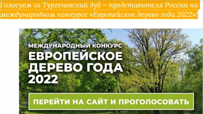 Завершается голосование по выбору «Европейского дерева года-2022»
