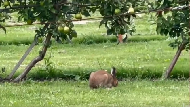 Дикие зайцы пристрастились к грушам и яблокам Ботанического сада