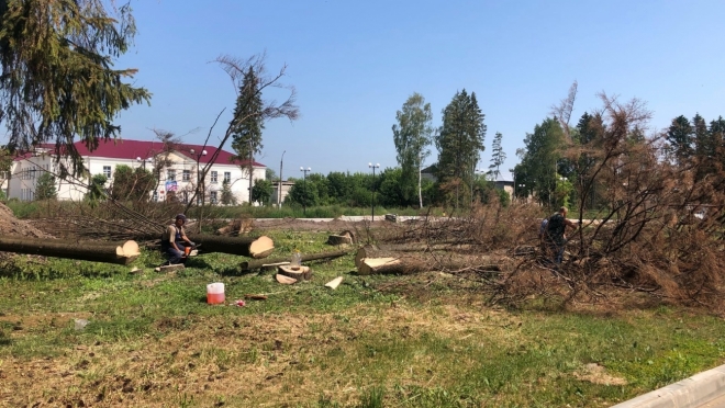 На месте высохших ёлок в парке посёлка Советский высадят необычные деревья