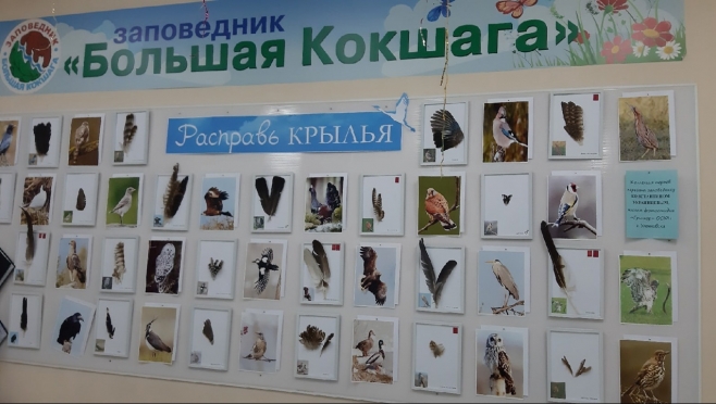 В Марий Эл открылась необычная выставка перьев птиц