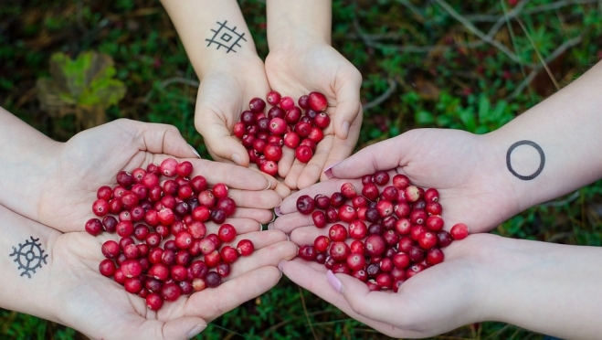 С 16 сентября в Марий Эл разрешен сбор клюквы